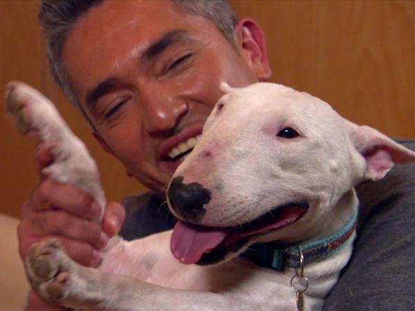 Dog Whisperer with Cesar Millan - The Incredible Hulk