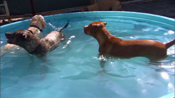 Dog Whisperer with Cesar Millan - Power of the Pack