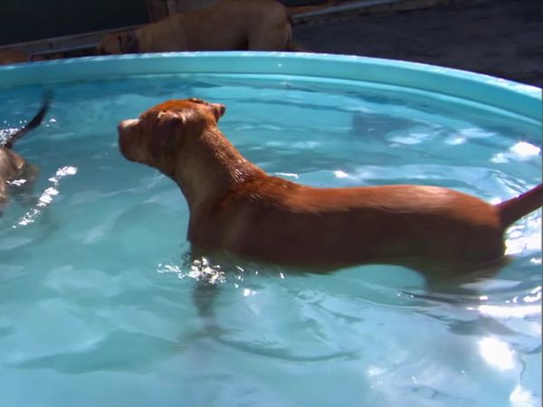 Dog Whisperer with Cesar Millan - Power of the Pack