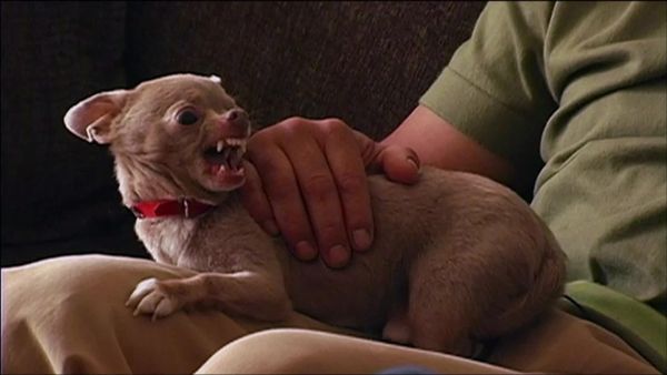 Dog Whisperer with Cesar Millan - Cesar's Toughest Cases