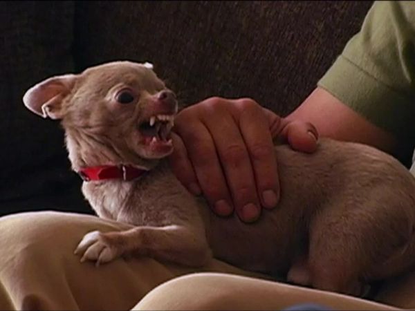 Dog Whisperer with Cesar Millan - Cesar's Toughest Cases