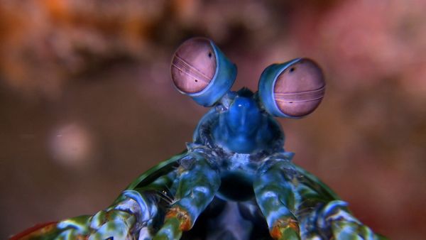 Wildest Places: Pacific - Reefs