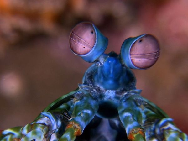 Wildest Places: Pacific - Reefs