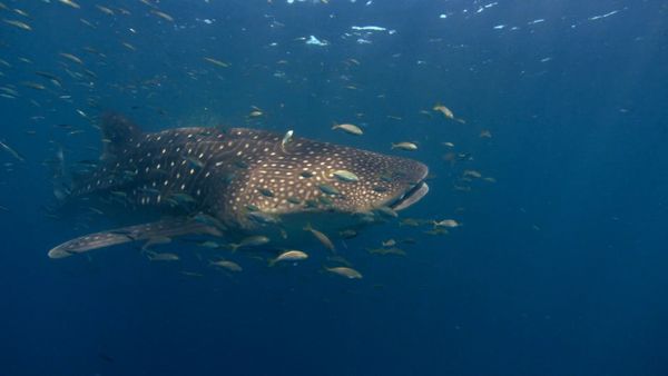 Wildest Places: Pacific - Island