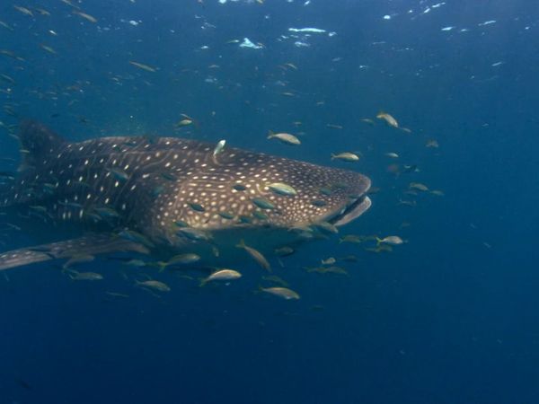 Wildest Places: Pacific - Island
