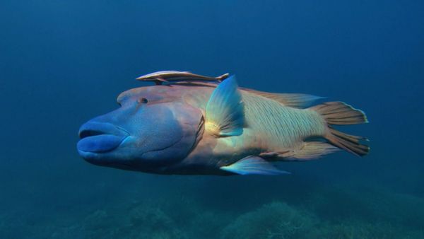 Wildest Places: Pacific - Barrier Reefs