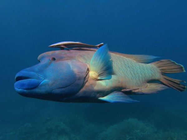 Wildest Places: Pacific - Barrier Reefs