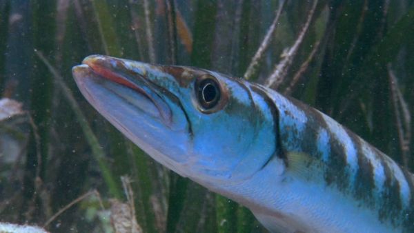 Wildest Places: Pacific - Bays