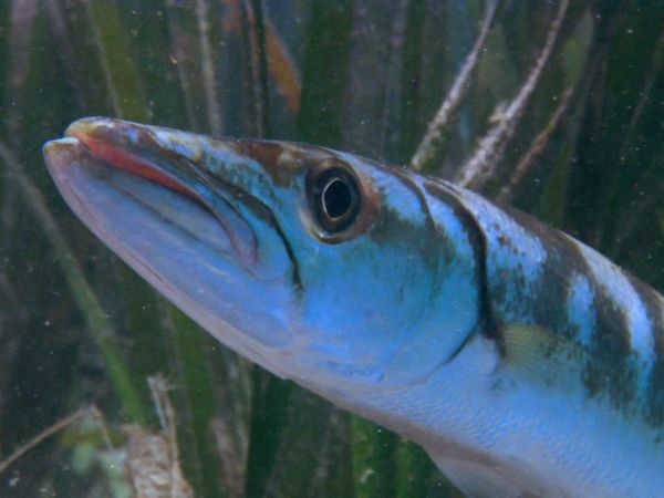 Wildest Places: Pacific - Bays