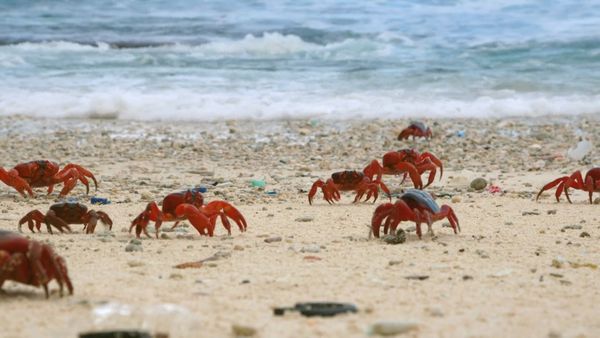Wildest Places: Australia - Wild Coasts
