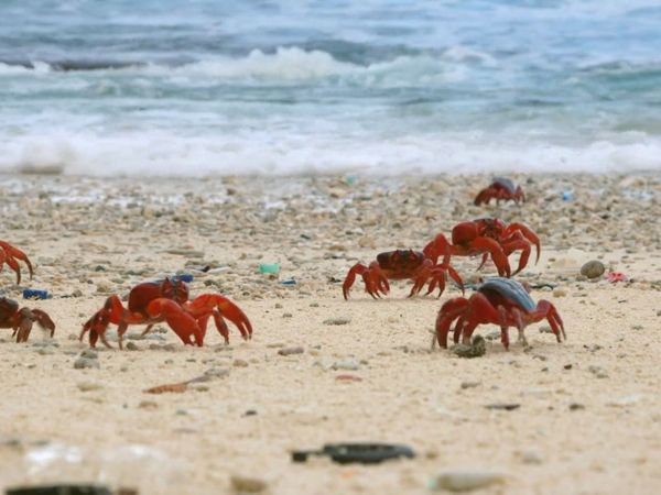 Wildest Places: Australia - Wild Coasts