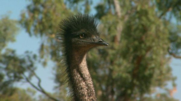 Wildest Places: Australia - Outback Deserts