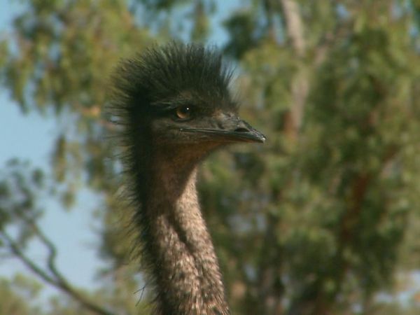 Wildest Places: Australia - Outback Deserts