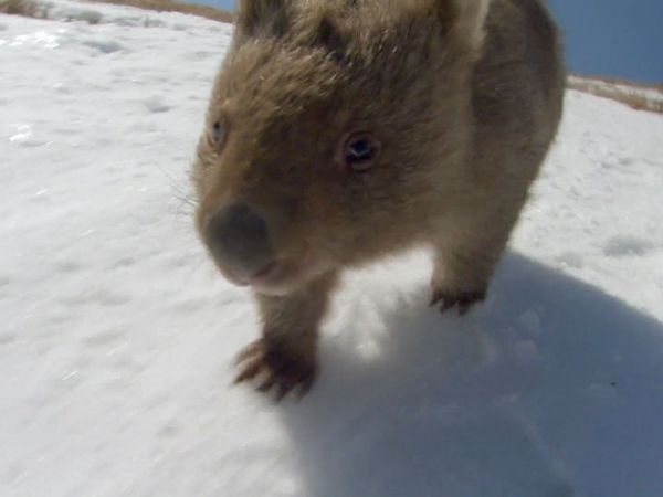 Wildest Places: Australia - Bush