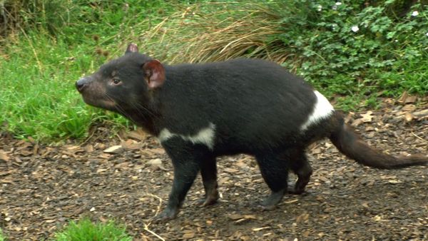Wildest Places: Australia - Rainforests