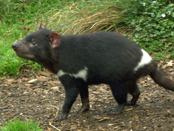 Wildest Places: Australia - Rainforests