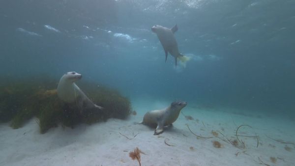 Wildest Places: Antarctic - Connected Continents