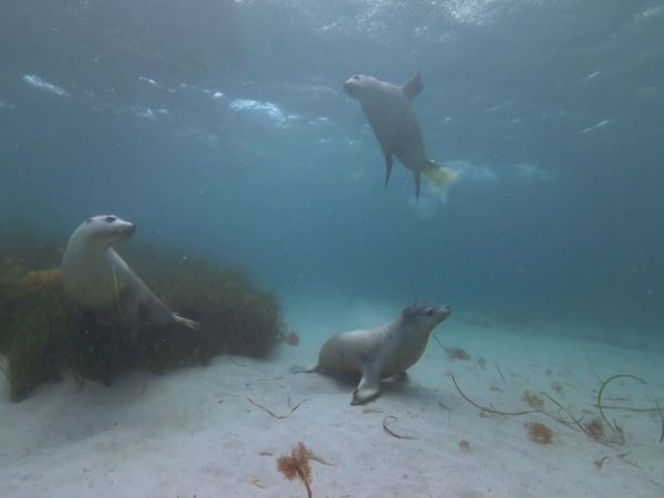 Wildest Places: Antarctic - Connected Continents