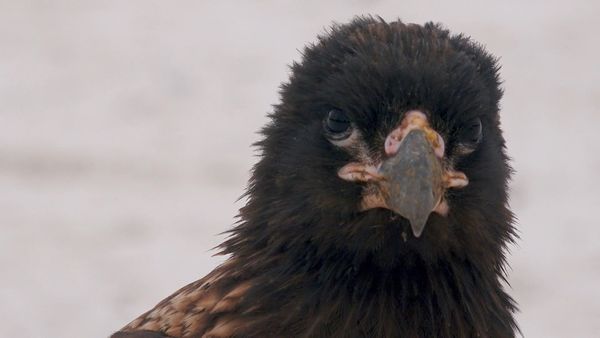 Wildest Places: Antarctic - Icy Islands