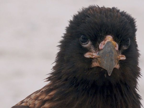 Wildest Places: Antarctic - Icy Islands