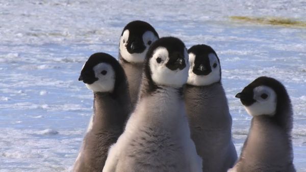Wildest Places: Antarctic - Seasons
