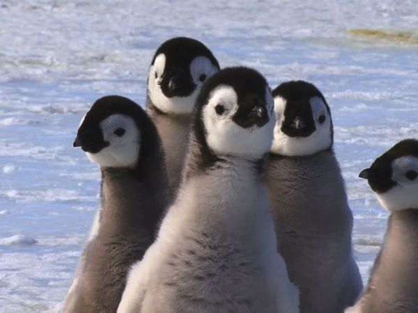 Wildest Places: Antarctic - Seasons
