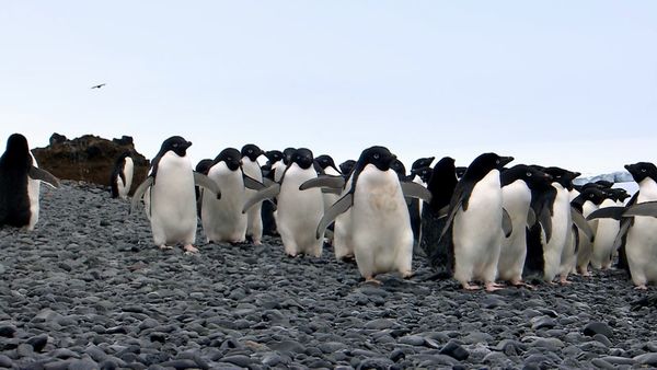Wildest Places: Antarctic - Currents