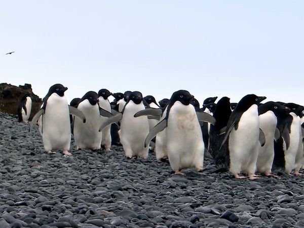 Wildest Places: Antarctic - Currents