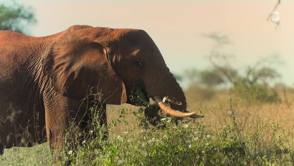 The Future With Hannah Fry - Animal Communication