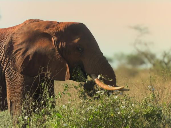 The Future With Hannah Fry - Animal Communication