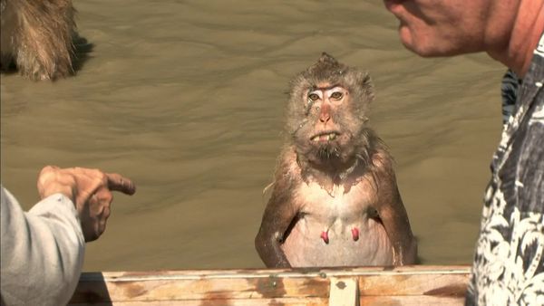 Anthony Bourdain: No Reservations - Thailand