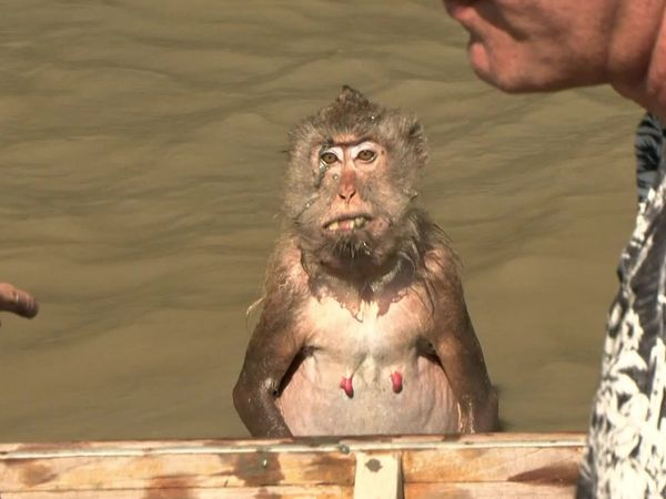 Anthony Bourdain: No Reservations - Thailand