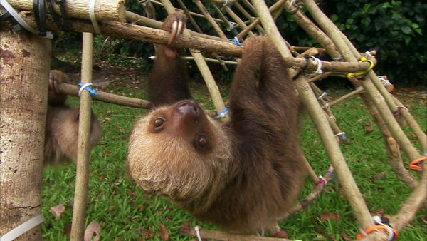 Nigel Marven's Cruise Ship Adventures - A Central American Voyage