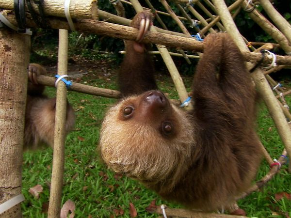 Nigel Marven's Cruise Ship Adventures - A Central American Voyage