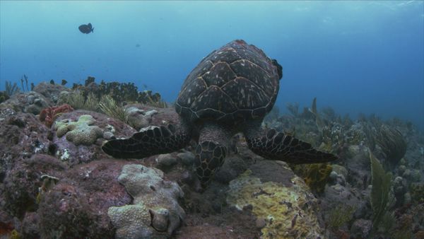 World of Oceans - Life on the Reef