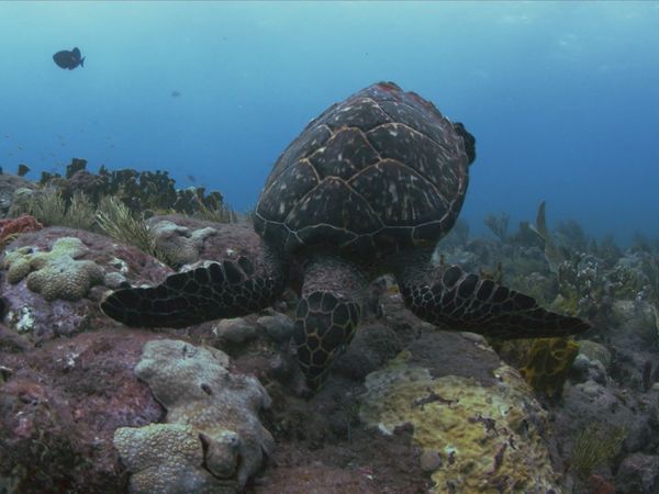 World of Oceans - Life on the Reef