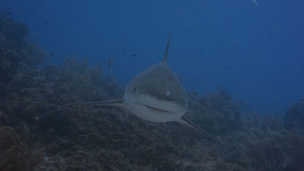 World of Oceans - Sharks