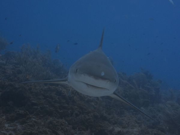 World of Oceans - Sharks