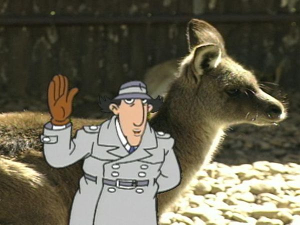 Inspector Gadget's Field Trip - Animals of Australia // Barcelona