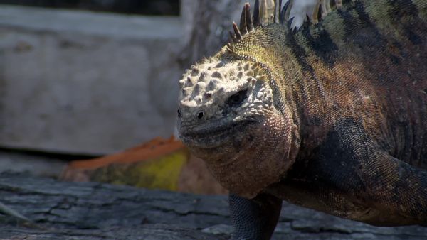 Natural World Galapagos: Islands of Change - Natural World: Galapagos - Islands of Change