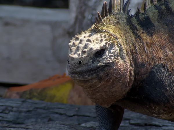 Natural World Galapagos: Islands of Change - Natural World: Galapagos - Islands of Change