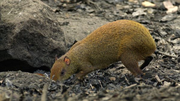 Costa Rica: The Rise of Nature - The Dry Forest