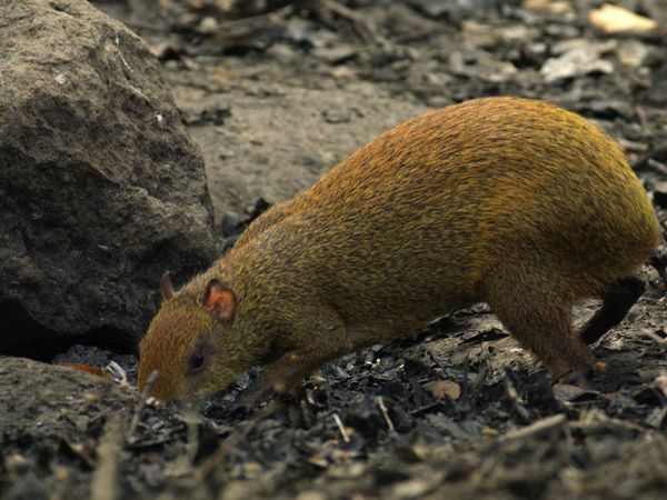 Costa Rica: The Rise of Nature - The Dry Forest