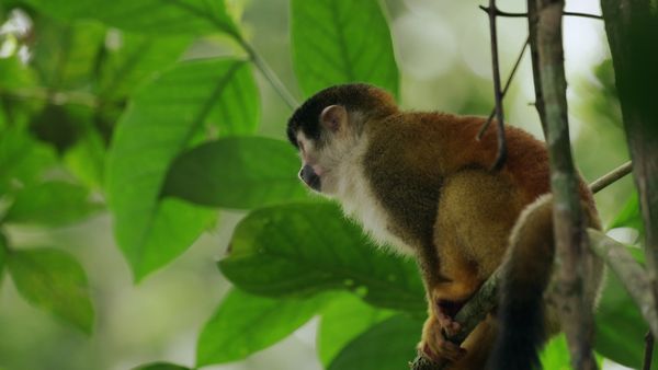 Costa Rica: The Rise of Nature - The Green Corridors