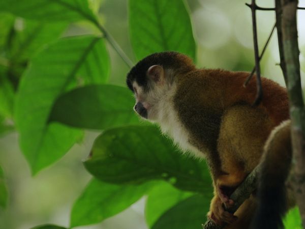 Costa Rica: The Rise of Nature - The Green Corridors