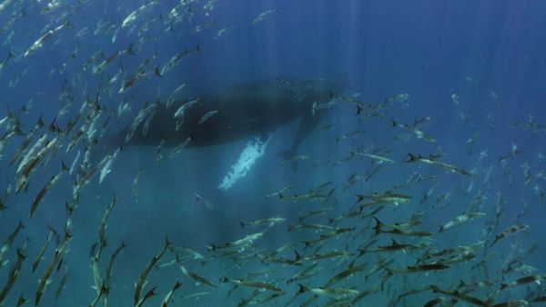 Costa Rica: The Rise of Nature - The Marine Ecosystem