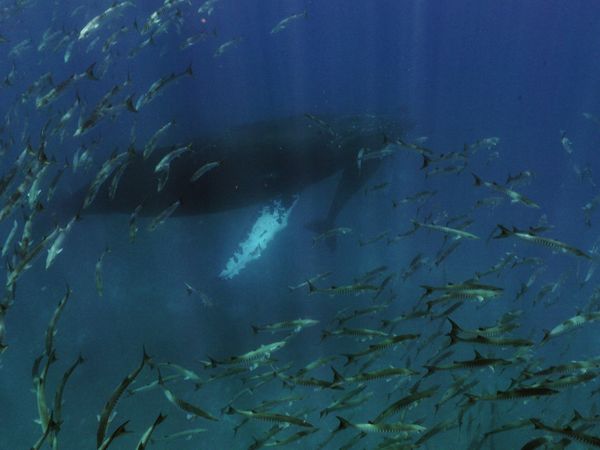 Costa Rica: The Rise of Nature - The Marine Ecosystem
