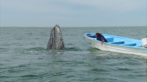 Whale Adventure With Nigel Marven - An Incredible Journey Begins