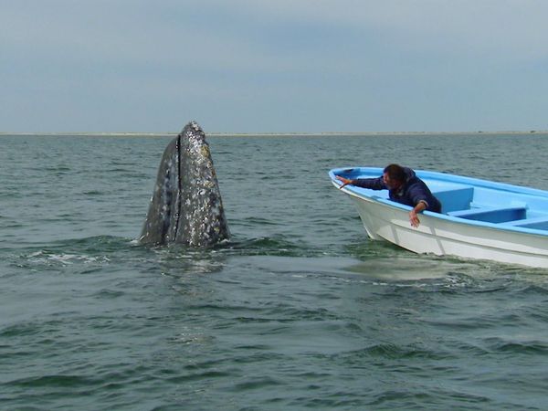 Whale Adventure With Nigel Marven - An Incredible Journey Begins