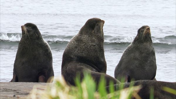 Whale Adventure With Nigel Marven - Journey's End